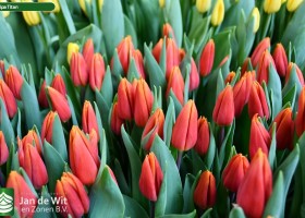 Tulipa Titan ® (2)